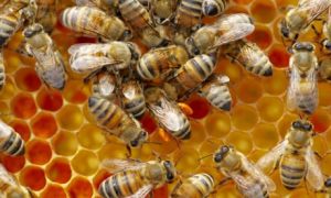Honeybees-swarm-on-a-comb-005